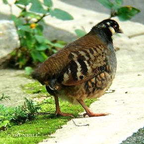 MY FIRST ENDEMIC ENCOUNTER WITH MALAYAN PARTRIDGES