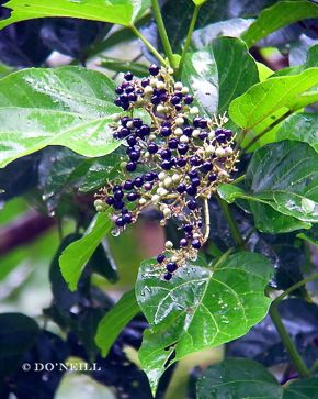 ©Meet Six Bulbul Species Foraging Berries – Callicarpa glabrifolis