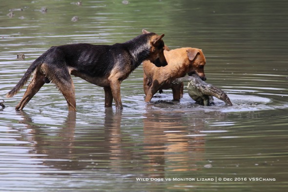 Monitor store lizard dog