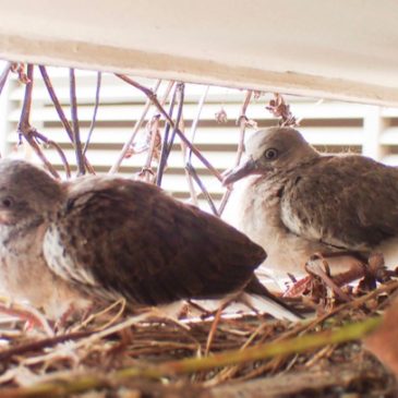 Nesting of Spotted Doves outside school hall