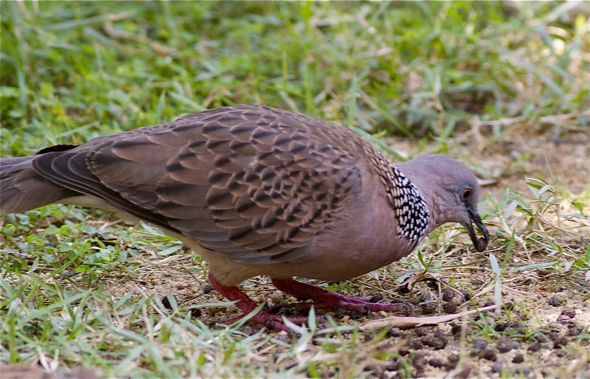 Feeding Spotted Dove: 14. Papaya seeds - Bird Ecology Study Group