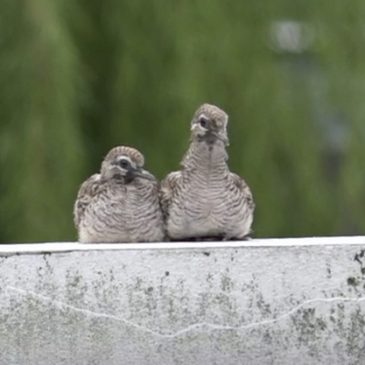 Zebra Doves: Adult feeding fledglings