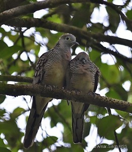 sexes mating doves distinguishing except