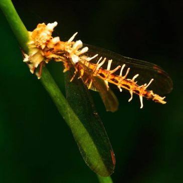 Dragonfly infected with Cordyceps fungus (Ophiocordyceps ?odonatae)