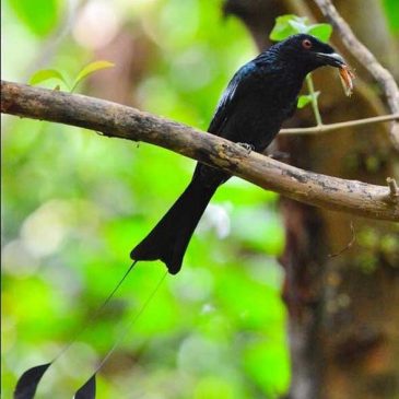 Greater Racket-tailed Drongo caught a cicada