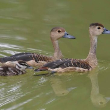 Lesser Whistling-ducks… and then there were none