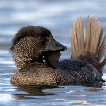 Courtship dance of the Musk Duck