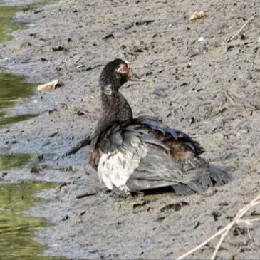 The Muscovy Duck and the Malayan Water Monitor