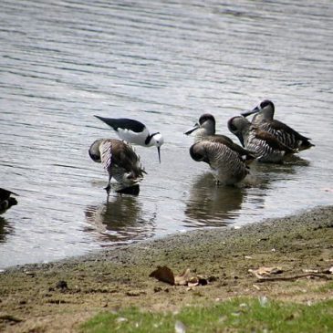 Zebra Ducks foraging for food by vortexing
