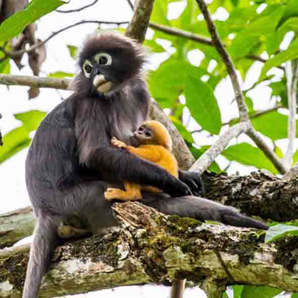 Dusky Leaf Monkey suckling baby - Bird Ecology Study Group