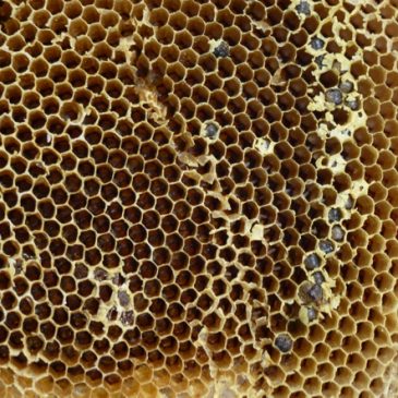Dwarf Honey Bee: 4. Piece of damaged comb