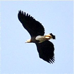 Calls of the Grey-headed Fish Eagle