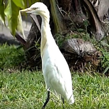 Eastern Cattle Egret Ventures Into My Condo