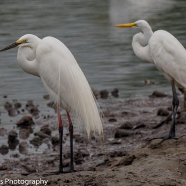 Breeding Plumage of the Little Egret and Great Egret with a dark history