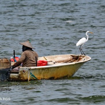The Egret and the Boatman