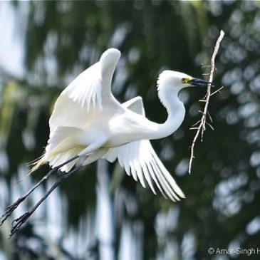 Intermediate Egret breeding in Peninsular Malaysia [I]