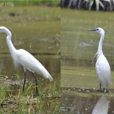 Intermediate Egret breeding in Peninsular Malaysia [II]