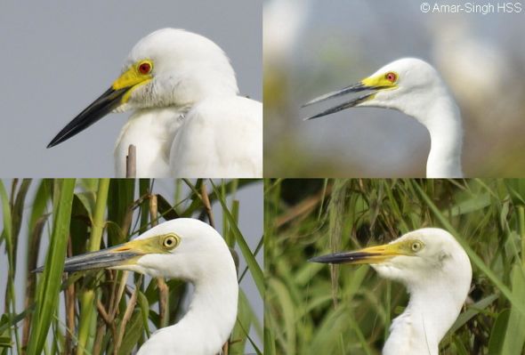 Intermediate Egret