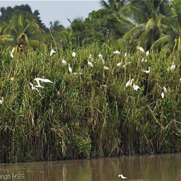Intermediate Egret breeding in Peninsular Malaysia [III]
