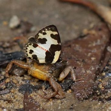 Elbowed Pierrot butterfly puddling on a crab