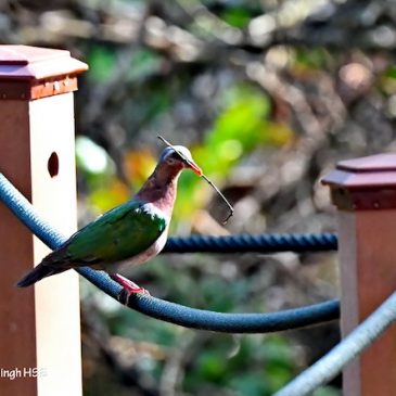Emerald Dove– nesting material