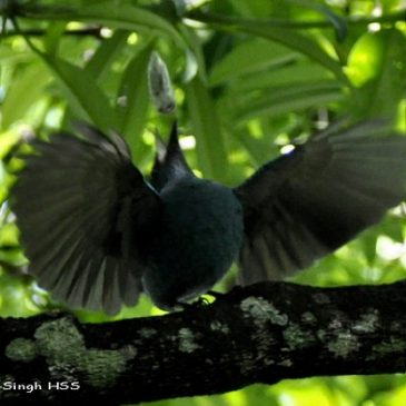Asian Fairy-bluebird – female feeding
