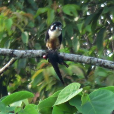 BLACK-THIGHED FALCONET FEEDING ON GLOSSY SWIFTLET