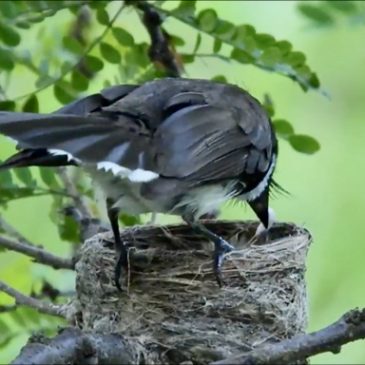 Pied Fantail: Adult eats chick’s faecal sac