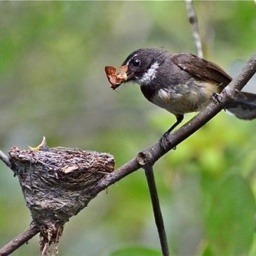 Feeding of Pied Fantail nestlings