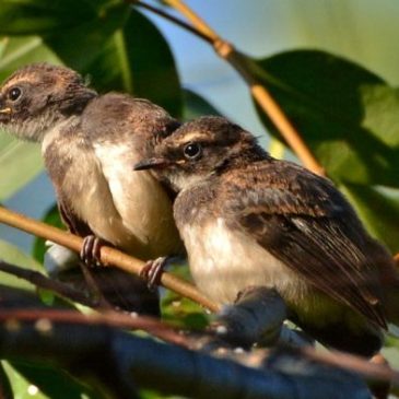 Pied Fantail Fledglings