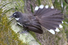 When a Red-vented Bulbul became a fantail as well as a wagtail…