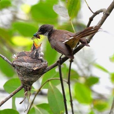 Pied Fantail feeding a pair of chicks in the nest