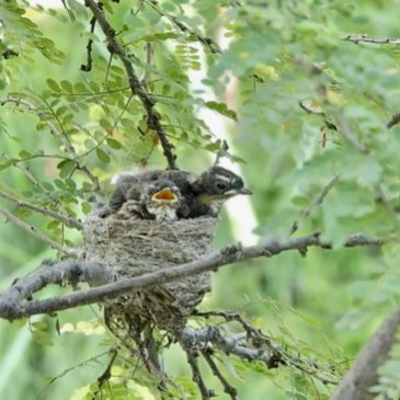 Pied Fantail: Adult feeding chicks