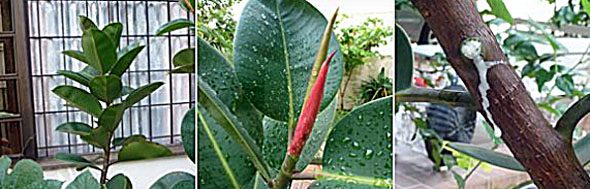 Ficus elastica l-r: branch, stipule and latex