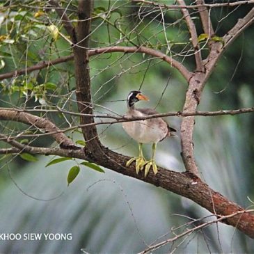 Masked Finfoot – immature male sighted in Ipoh
