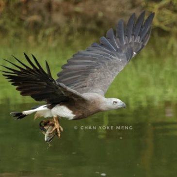 Grey-headed Fish-eagle caught a bittern