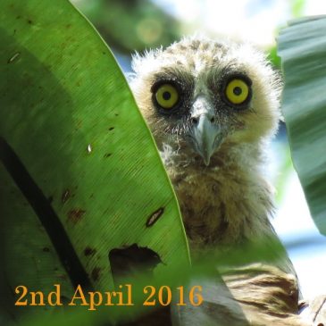 BUFFY FISH-OWL – CHICK GROWING UP
