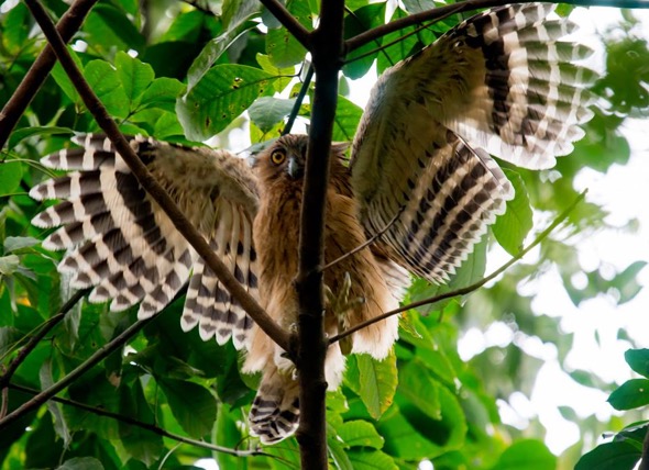 Buffy Fishowl On A Tightrope Bird Ecology Study Group