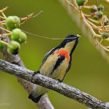 Fire-breasted (Buff-bellied) Flowerpecker eating fruits