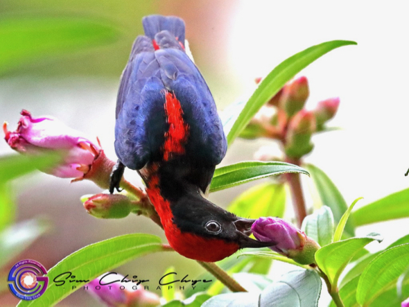 Scarlet-backed Flowerpecker pecking on Singapore Rhododendron flower (Photo credit: Sim Yip Chye)