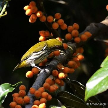 Yellow-vented Flowerpecker takes Ficus villosa syconia