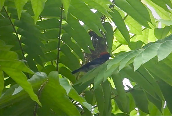 Video grab: Male checking on the progress.