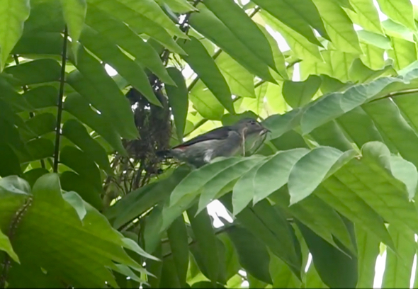 Video mGrab: Female with nesting material.
