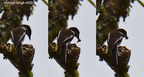 Bar-winged Flycatcher-shrike – nest sanitation