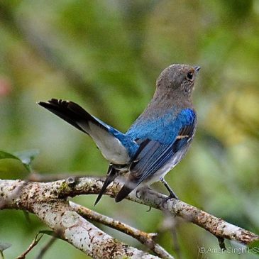 Blue-and-white Flycatcher – 1st winter male