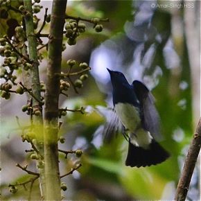 Blue-and-white Flycatcher and Macarange bancana fruits
