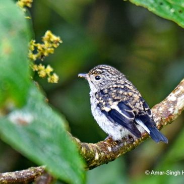 Little Pied Flycatcher – juvenile male