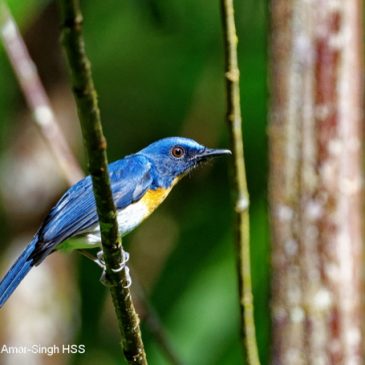 Tickell’s Blue Flycatcher – song and calls