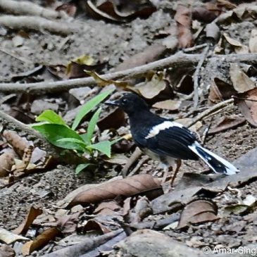 White-crowned Forktail’s calls