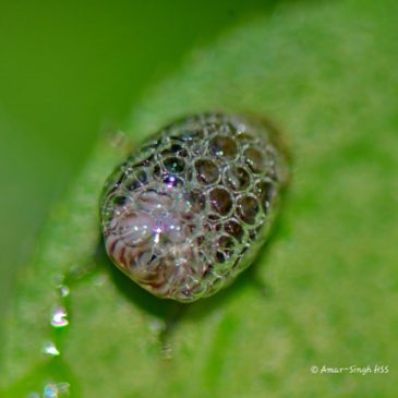 Froghoppers – The Spittlebug Nymph